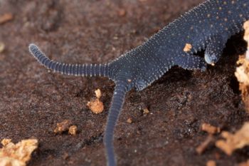 Media type: image; Invertebrate Zoology 29204